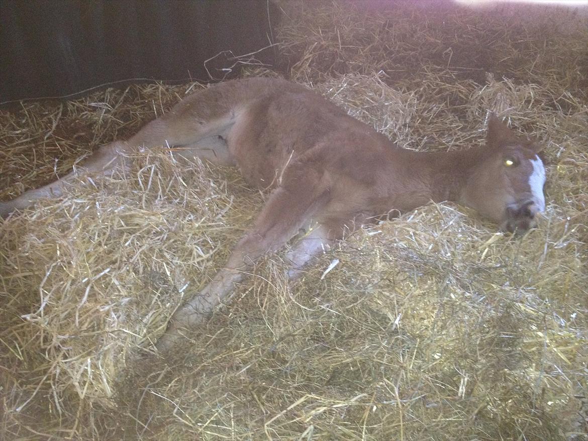 Anden særlig race Antos Zakita Julia Perfect - 31/1/2012.. Hårdt at være prinsesse <3 billede 17