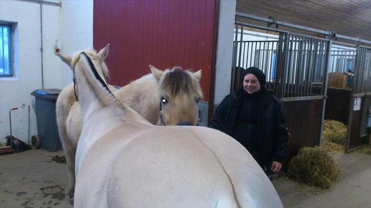 Fjordhest fønix frode billede 18