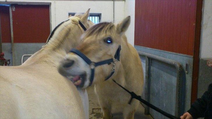 Fjordhest fønix frode - fønix og hans kæreste ronja når de står i stalden og aften hygger :) billede 19