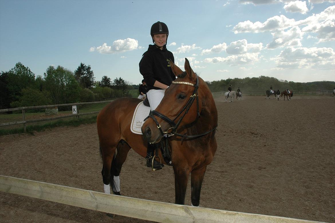 Dansk Varmblod Meldgårds Libell - Det dejlige dyr efter kvadrille med ANE 10/11 billede 5