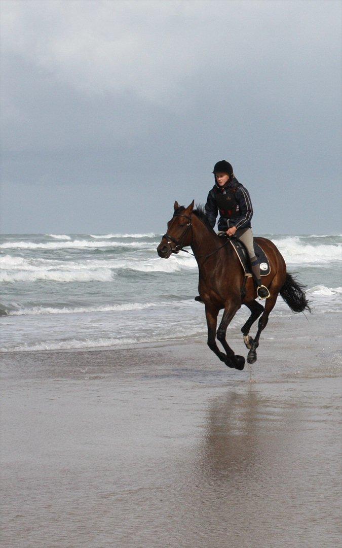 Dansk Varmblod Meldgårds Libell - Fuld galop på stranden i Blokhus.
Liniefagstur med ANE 10/11 :D billede 10