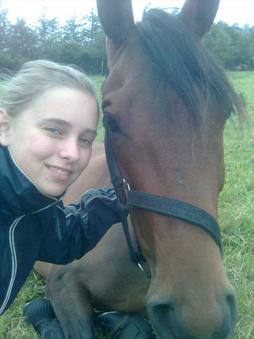 Dansk Varmblod Meldgårds Libell - Sidste tid på ANE - trætte Libell på folden :) billede 18