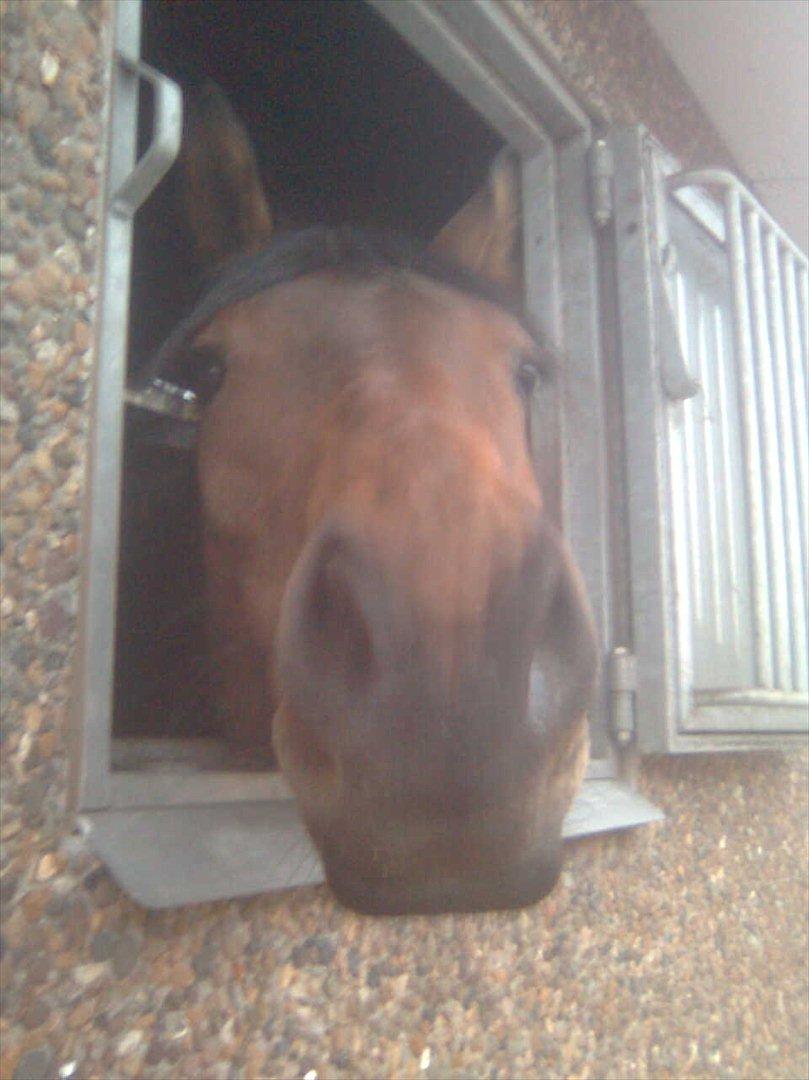 Dansk Varmblod Meldgårds Libell - Heej?  billede 8
