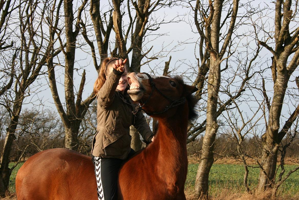 New Forest Remontes Free Fantasy - Mit alt billede 17