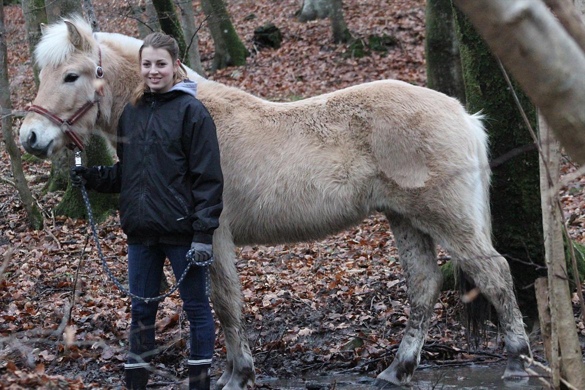 Fjordhest Lamhaves Confetti - Et billede hvor man rigtig kan se hvor stor han er blevet :-D
Foto: Mig selv. billede 11