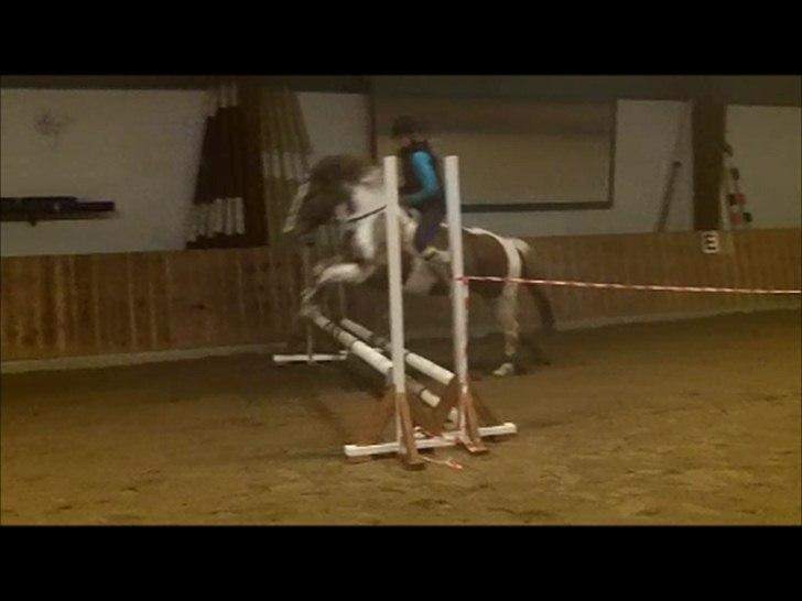 Pinto Lee - Cooper GOLÅ<3solgt - mig og Nathalia løssprang Calle og Cooper og jeg tog lige en tur på ryg:D<3
Foto: Nathalia. billede 14