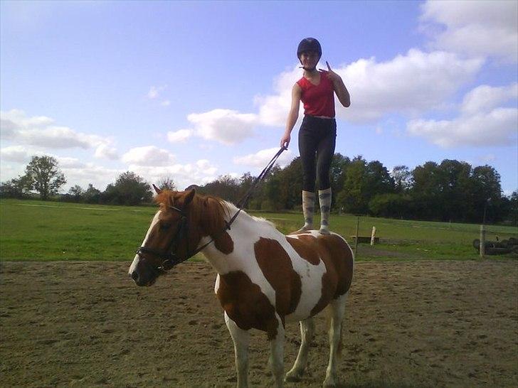 Pinto Lee - Cooper GOLÅ<3solgt - jeg kan stå på Cooper
Foto: Josephine. billede 15