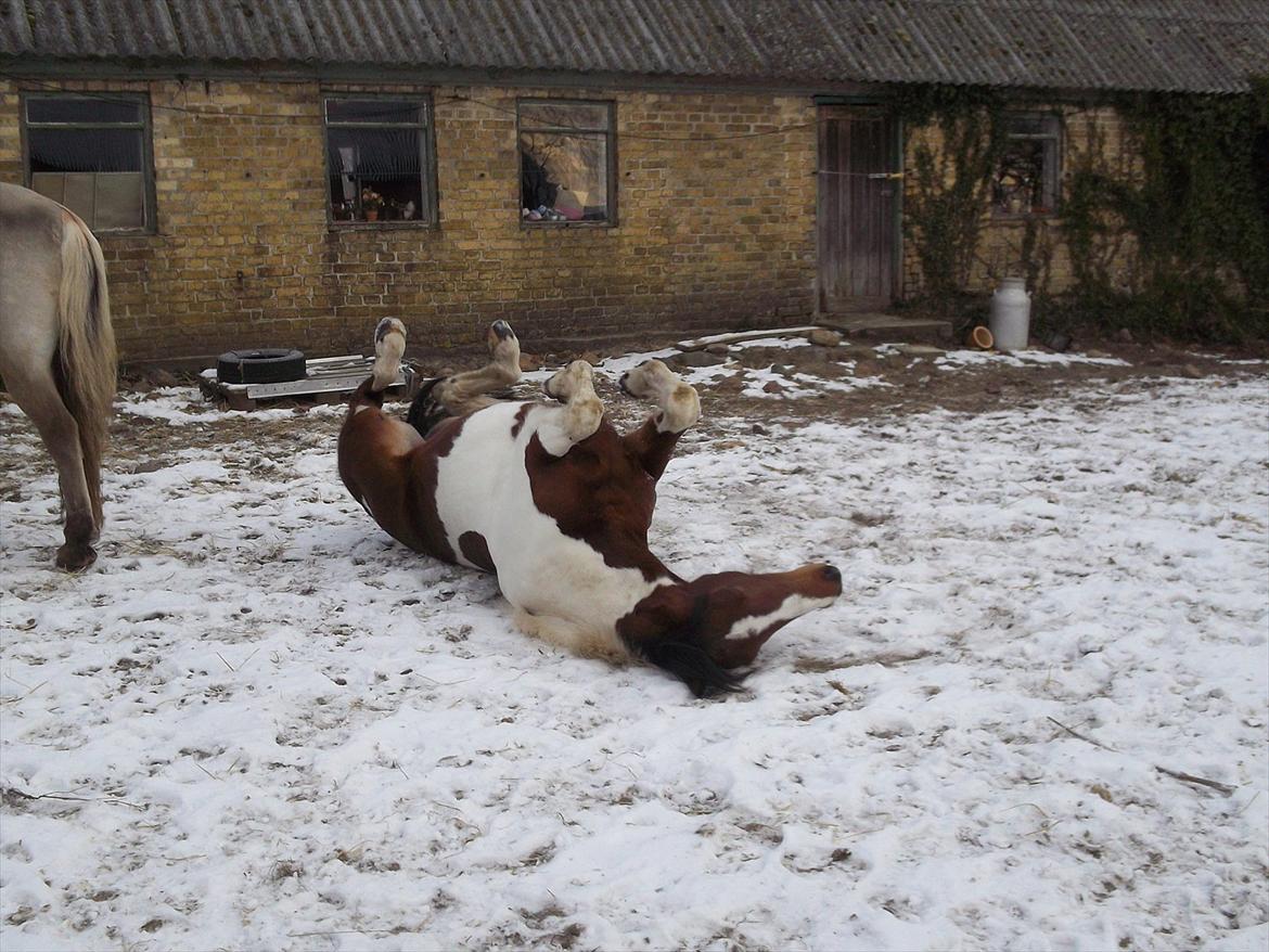 Pinto Østergårds Madeleine billede 11