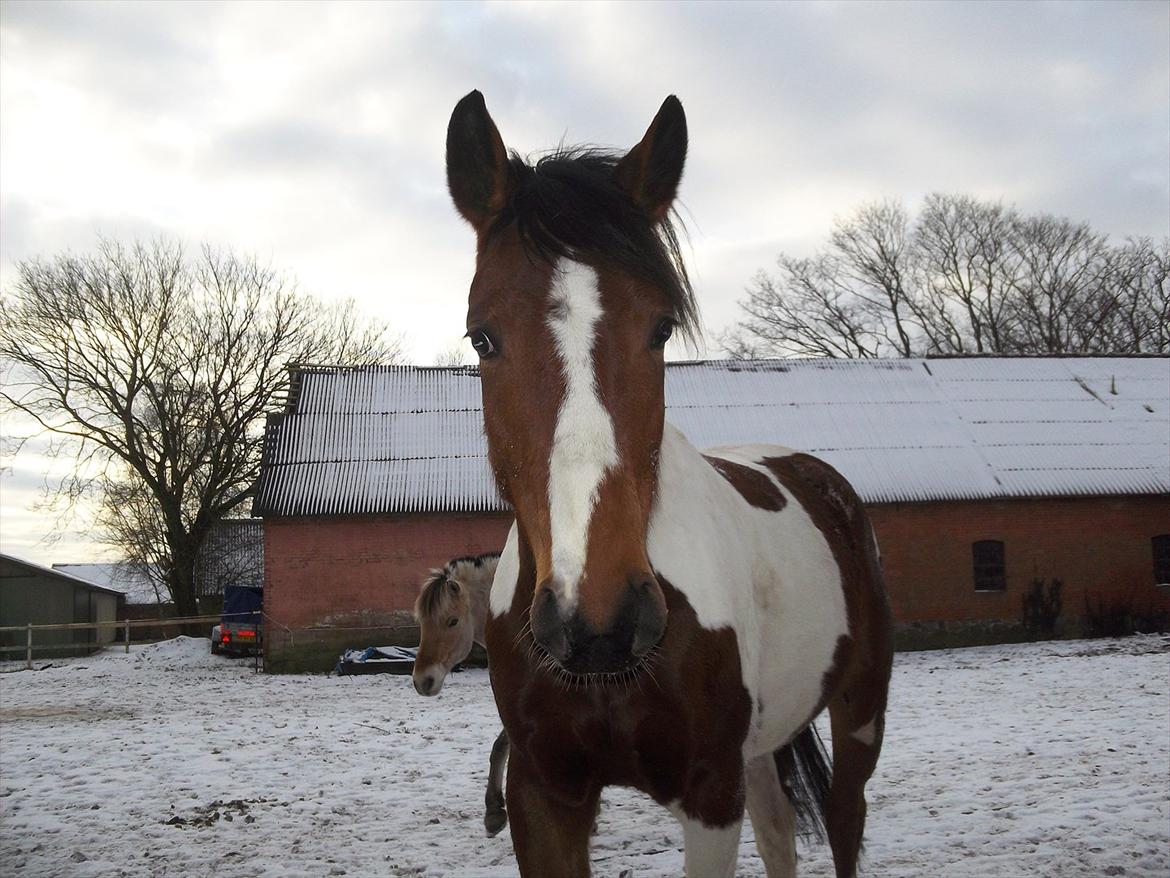 Pinto Østergårds Madeleine billede 12