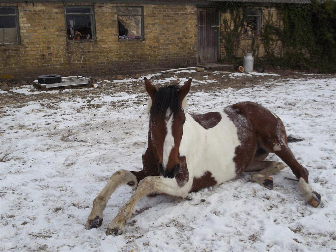 Pinto Østergårds Madeleine billede 13