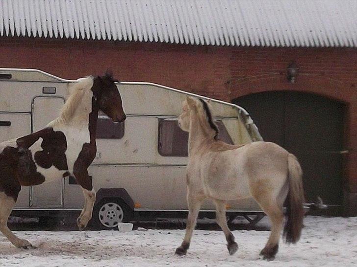 Pinto Østergårds Madeleine billede 14
