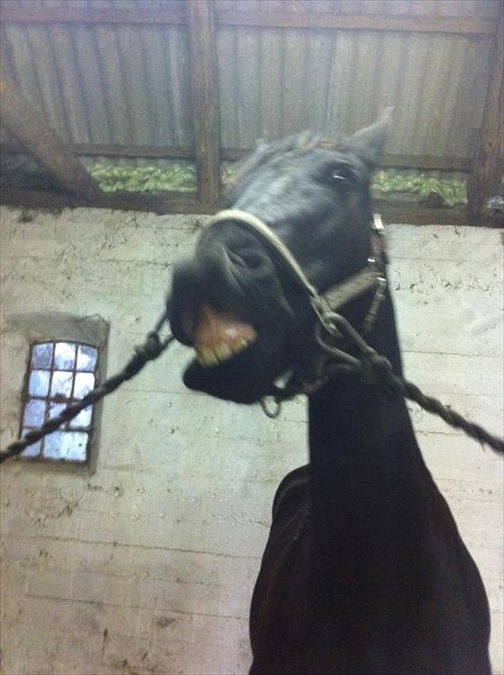 Frieser Marie af Karmark - Trick
Smile.. ;) billede 6