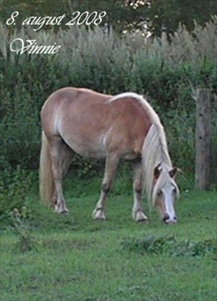 Haflinger Vinnie Dalsgaard billede 1