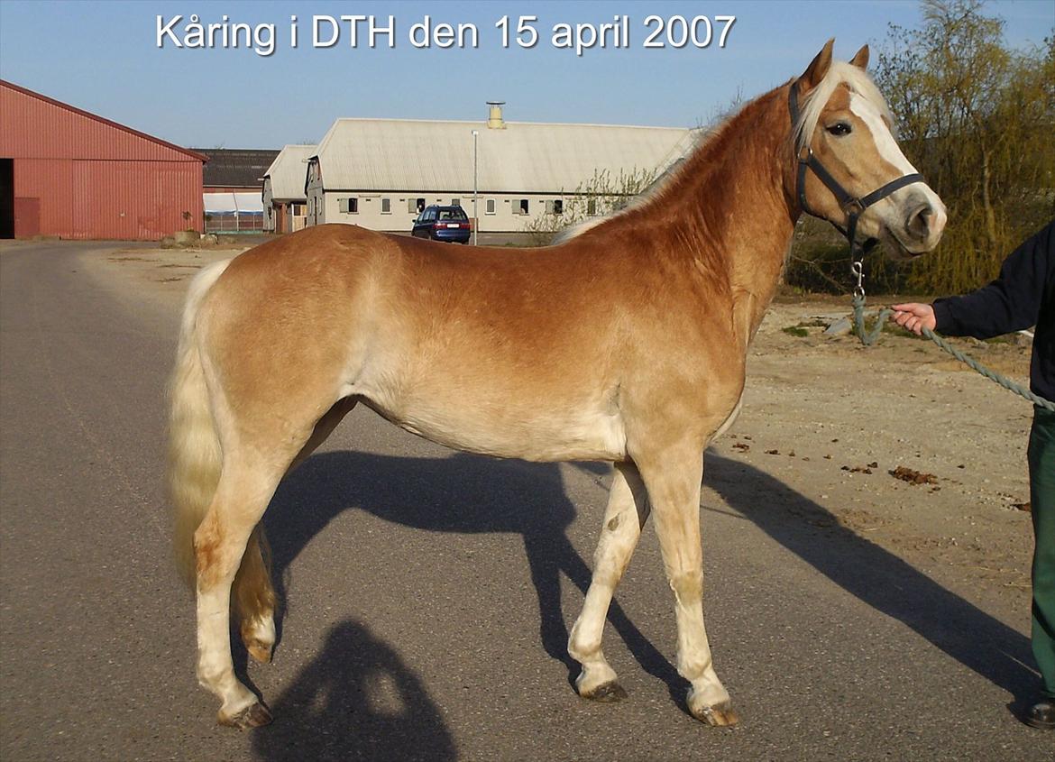 Haflinger Vinnie Dalsgaard billede 3