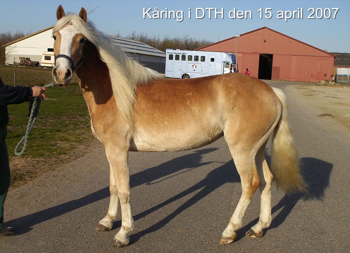 Haflinger Vinnie Dalsgaard billede 4