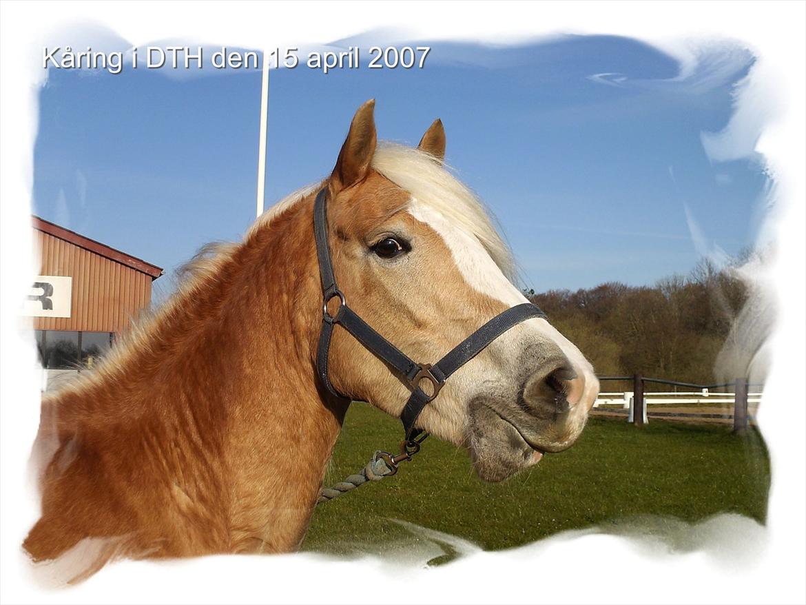 Haflinger Vinnie Dalsgaard billede 5