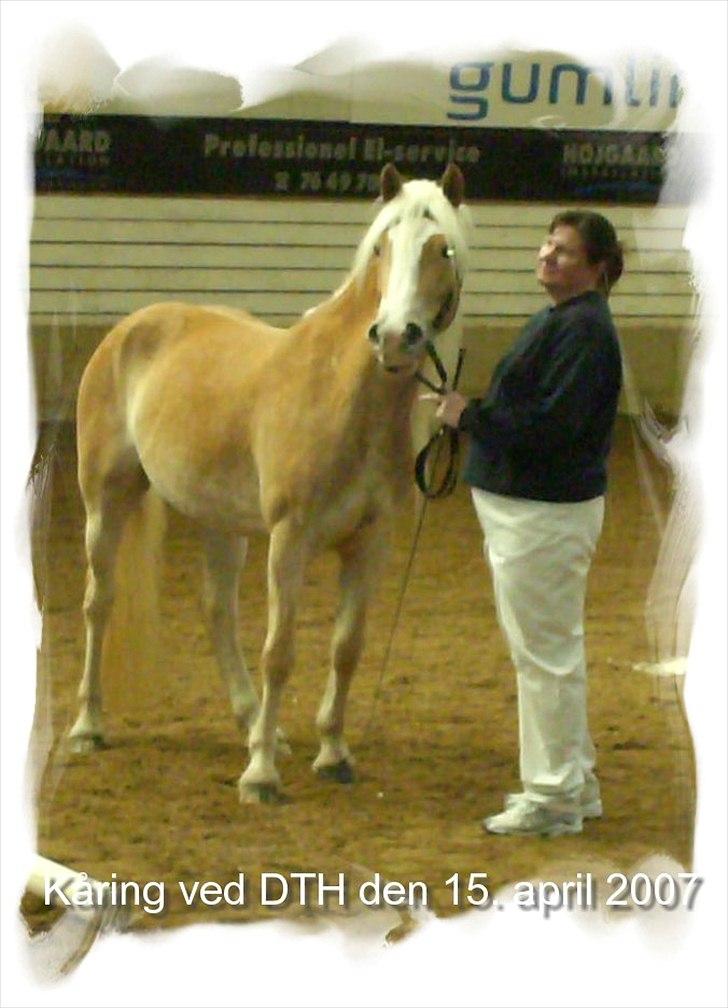 Haflinger Vinnie Dalsgaard billede 6