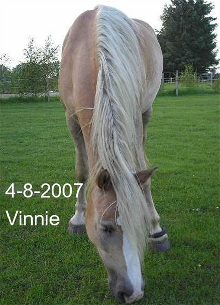 Haflinger Vinnie Dalsgaard billede 10