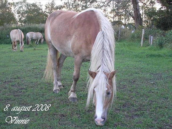 Haflinger Vinnie Dalsgaard billede 11