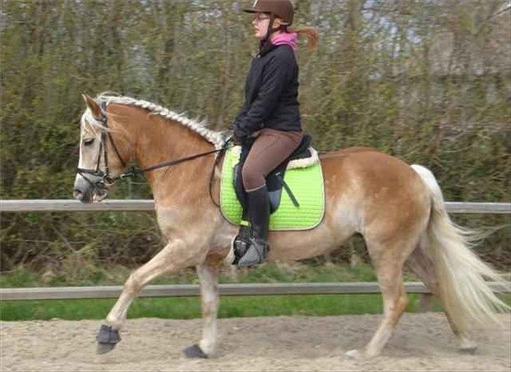Haflinger Vinnie Dalsgaard billede 12