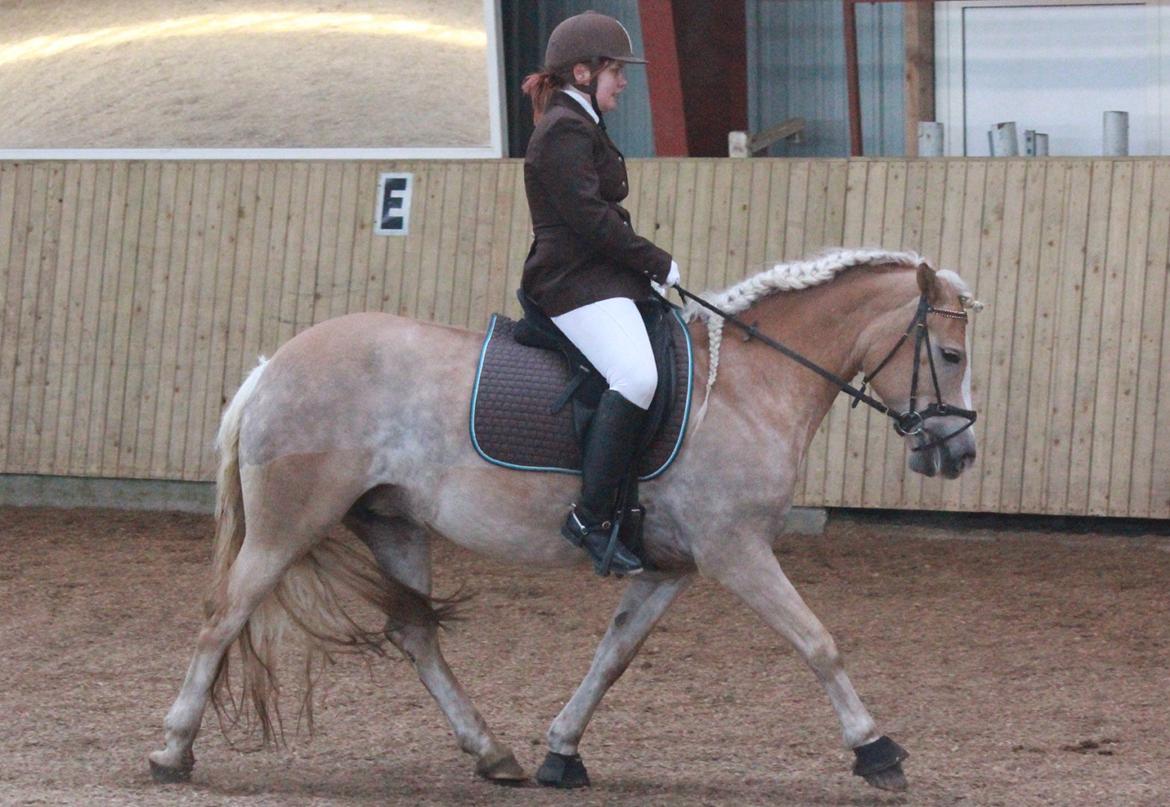 Haflinger Vinnie Dalsgaard billede 14