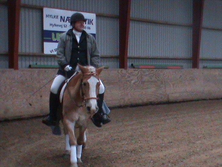 Haflinger Vinnie Dalsgaard billede 16