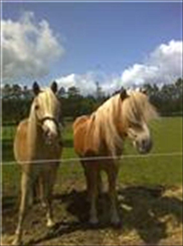 Haflinger Vinnie Dalsgaard billede 18