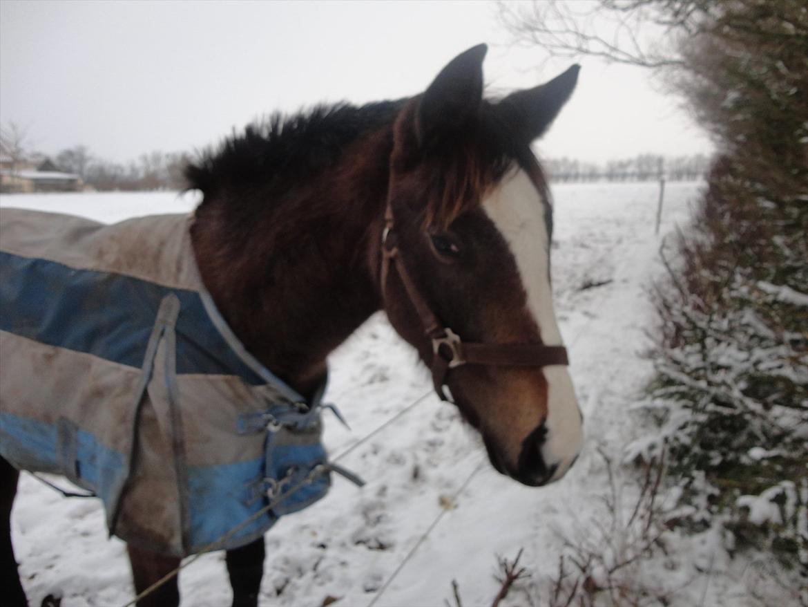 Fuldblod (XX) Mill's Finest billede 12