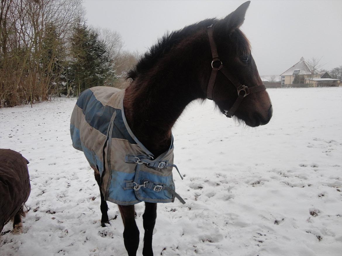 Fuldblod (XX) Mill's Finest billede 13