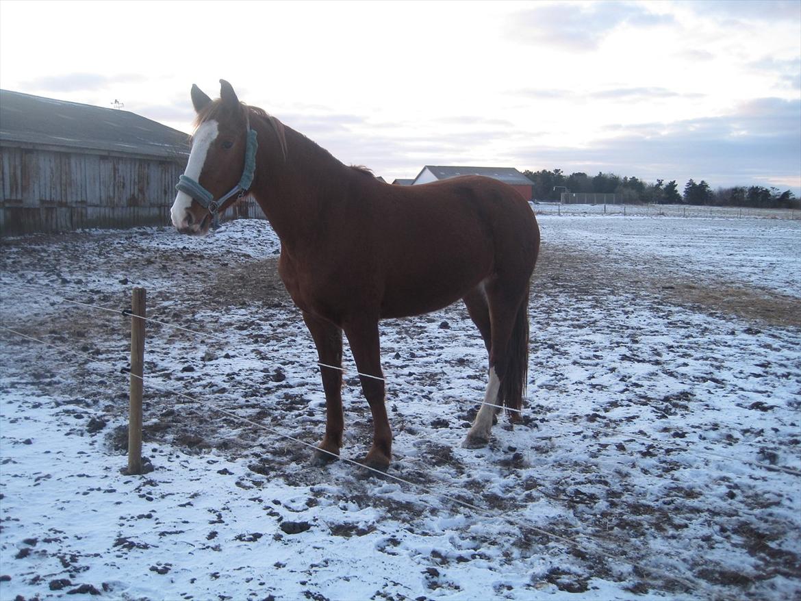 Frederiksborg Hyldekærs Cassandra billede 8