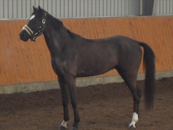 DSP Bjirmen's Hylke SPH 192 billede 6