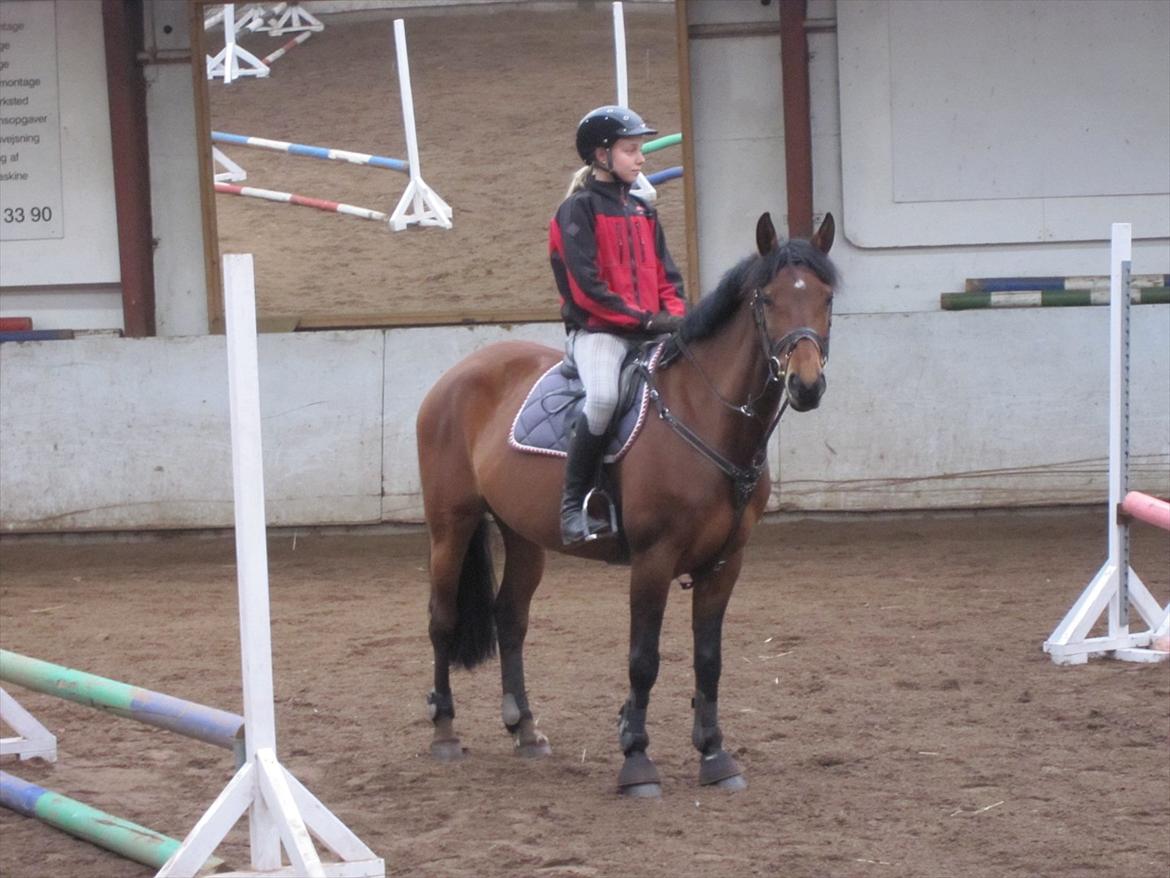 DSP Cassidy - Søde Cassidy til undervisning! :-) billede 7