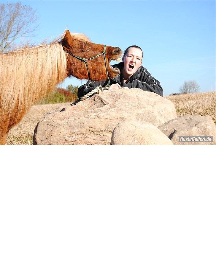 Shetlænder Sofus billede 1