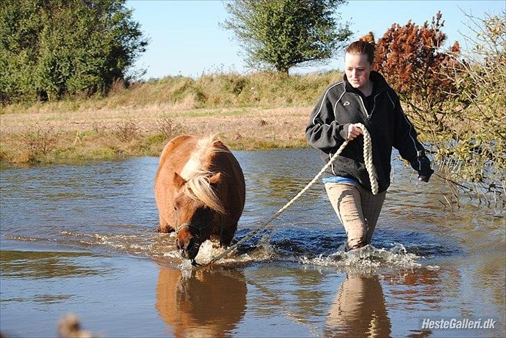 Shetlænder Sofus billede 15