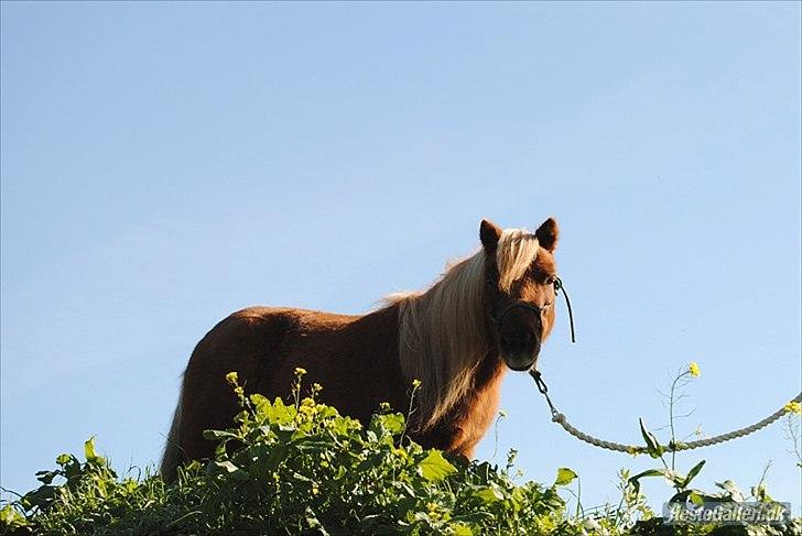 Shetlænder Sofus billede 16