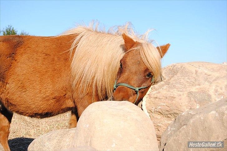 Shetlænder Sofus billede 17