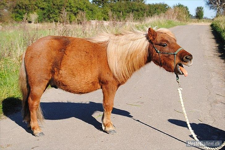 Shetlænder Sofus billede 18