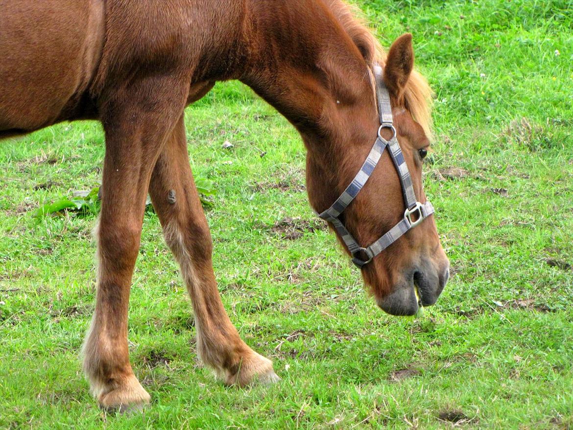 Islænder Silja fra Bogens  billede 11