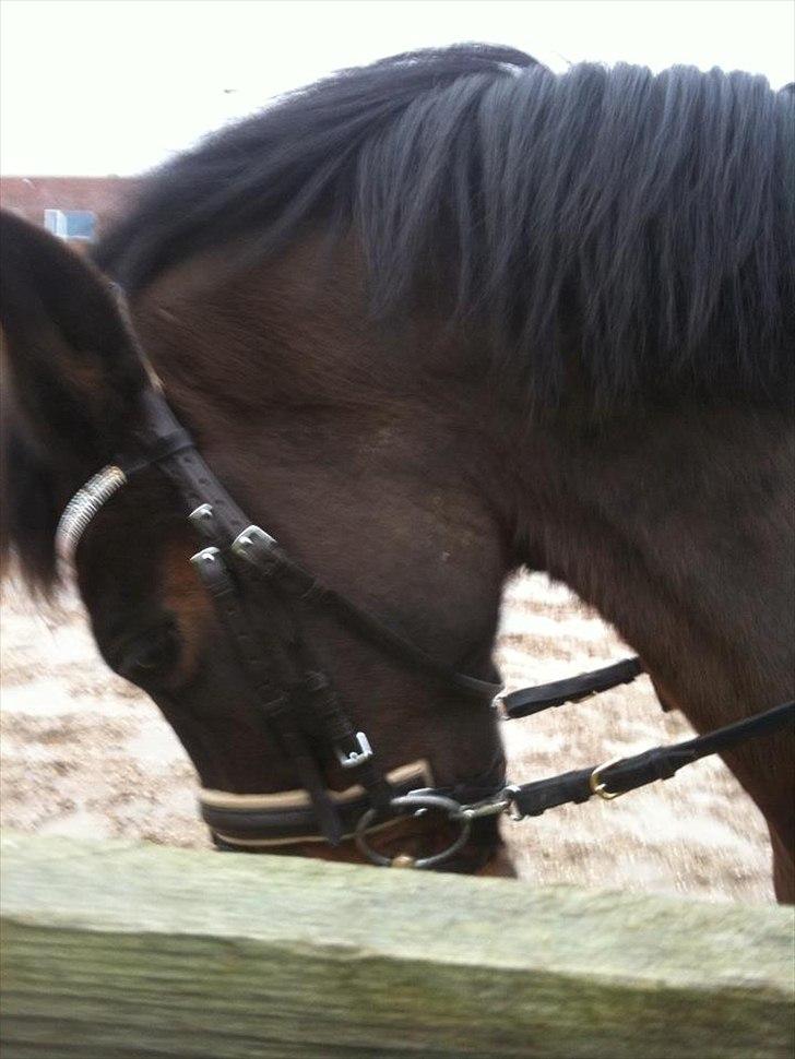 New Forest dion billede 2