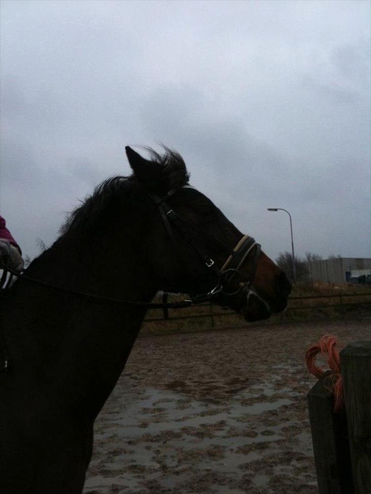 New Forest dion billede 3