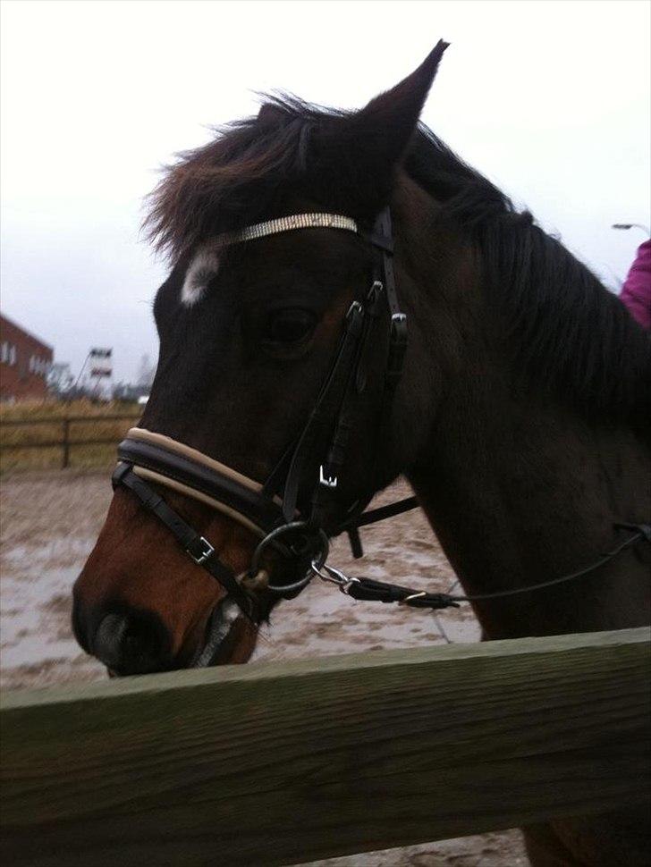 New Forest dion billede 4