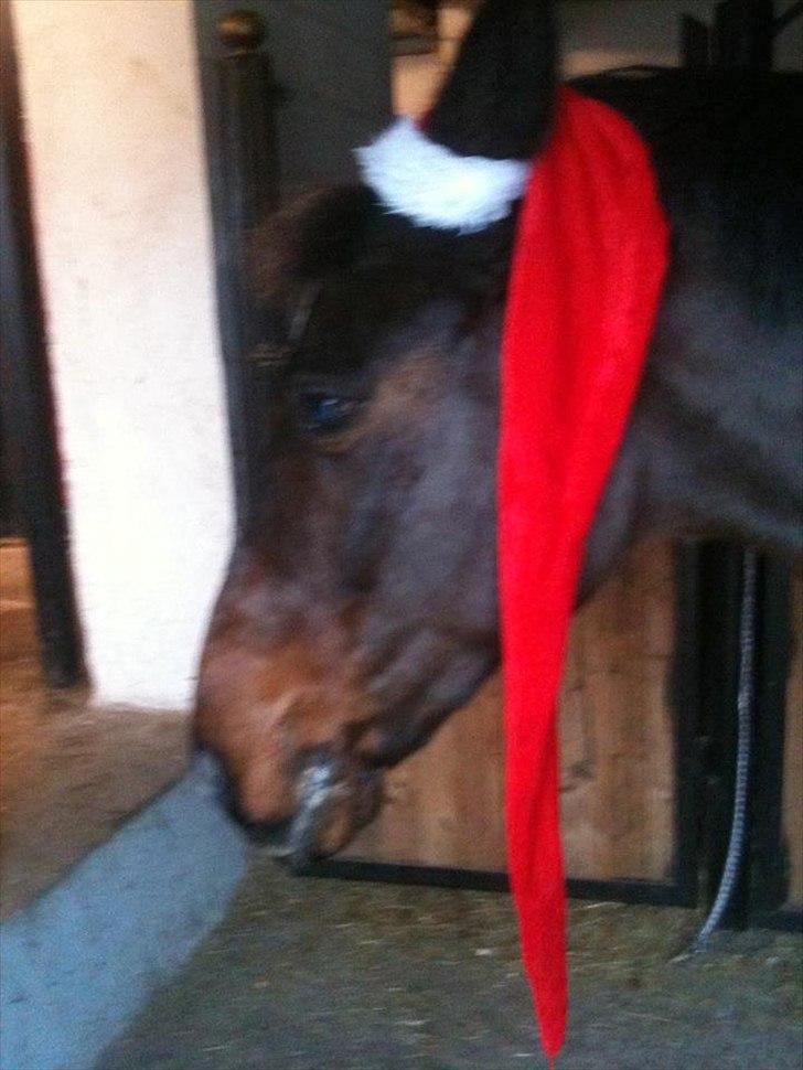 New Forest dion billede 5