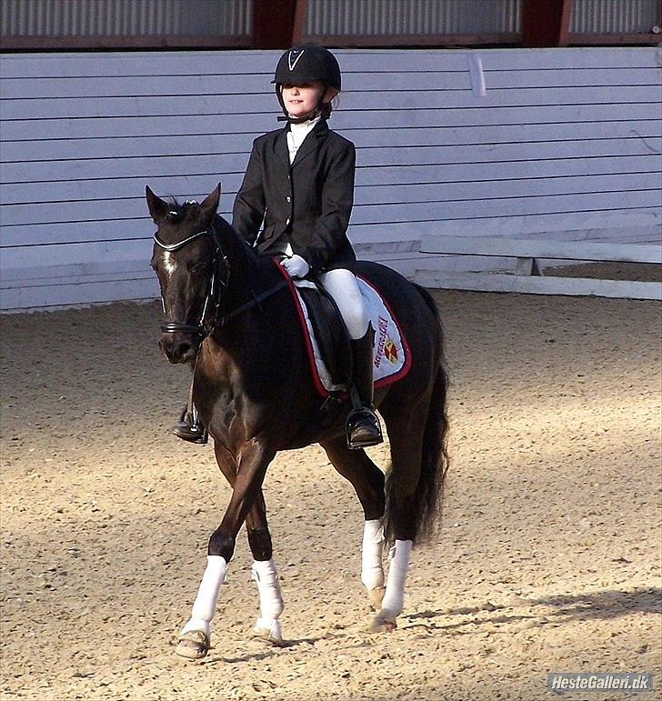 Welsh Pony af Cob-type (sec C) Broderigårdens Prins Ponto den ( s )kønne<3 - du er sej

foto: mor 2011 billede 18