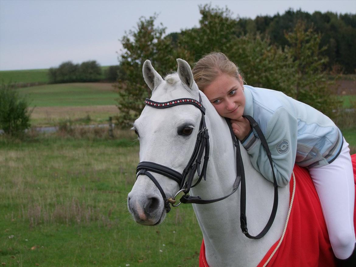Welsh Pony af Cob-type (sec C) Lyngvejens Favorit - Min dejlige futte<3 billede 4