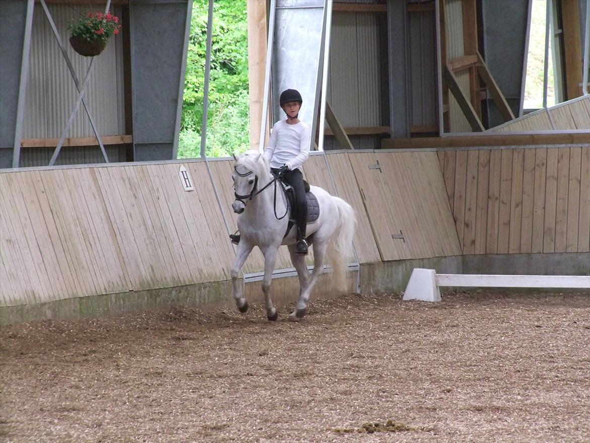 Welsh Pony af Cob-type (sec C) Lyngvejens Favorit - !<3 billede 7