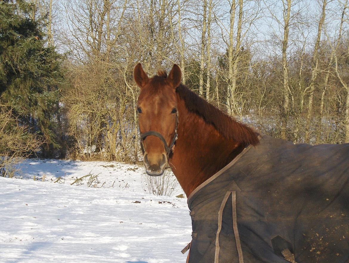 Anden særlig race Sakskærs Anastasia billede 17