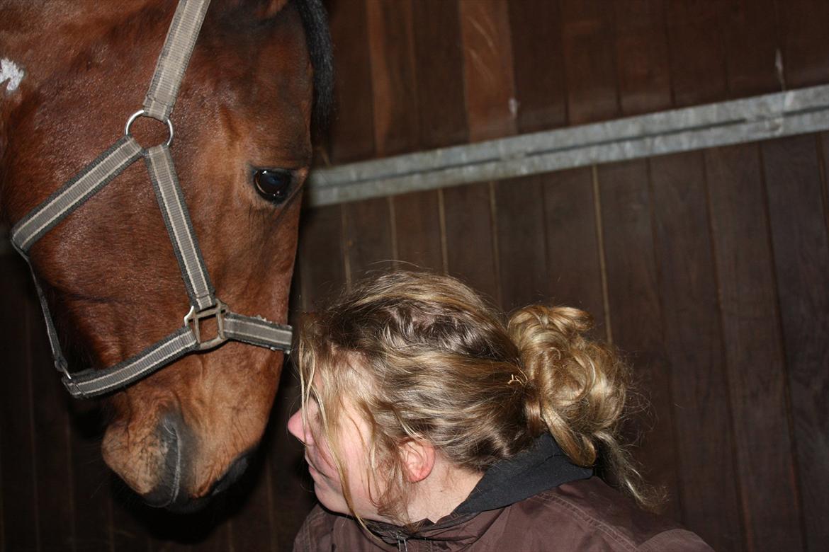 Dansk Varmblod Comet <3 * SOULMATE* - Comet & Mathilde sammen 1 år ! (:<3
1. februar 2012 billede 6