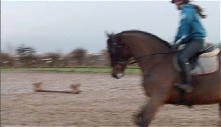 Dansk Varmblod MØGELMOSEGÅRD'S LE MAN billede 5