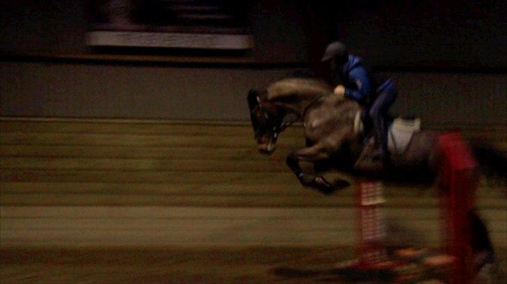 Dansk Varmblod MØGELMOSEGÅRD'S LE MAN billede 7