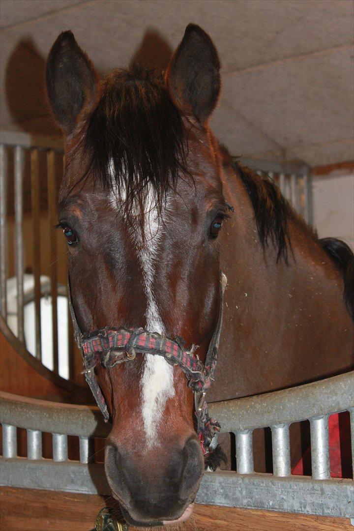 Dansk Varmblod MØGELMOSEGÅRD'S LE MAN billede 8